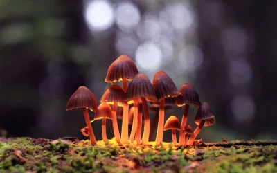 An Interview with Psychedelic Salon Curator, April Pride